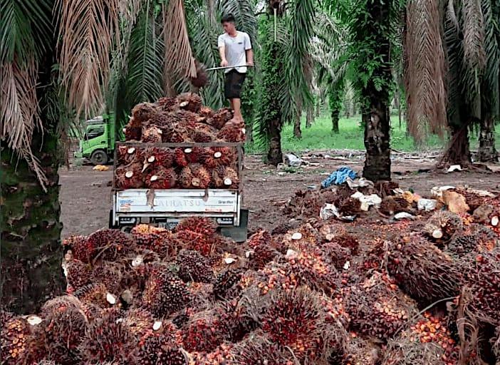 Akal-Akalan Mafia Ekspor CPO Bikin Petani Sawit Rugi