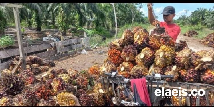 Harga Sawit Plasma Riau Naik Lagi, Harganya Rp3.515,90/kg