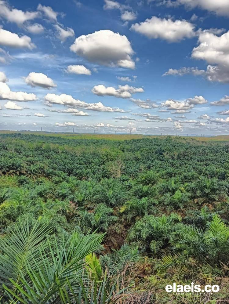 Petani Dukung Pemprov Sumsel Bentuk Timsus Pemecah Masalah Perkebunan Sawit