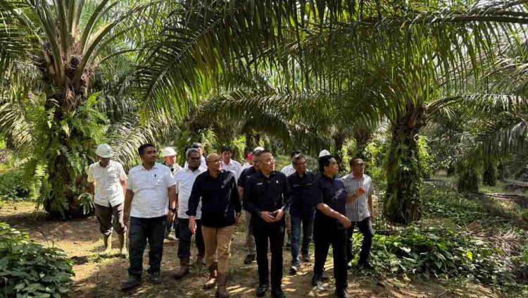 Kebun Tanah Putih, Mutiara PTPN IV Regional III di Batas Riau-Sumatera Utara