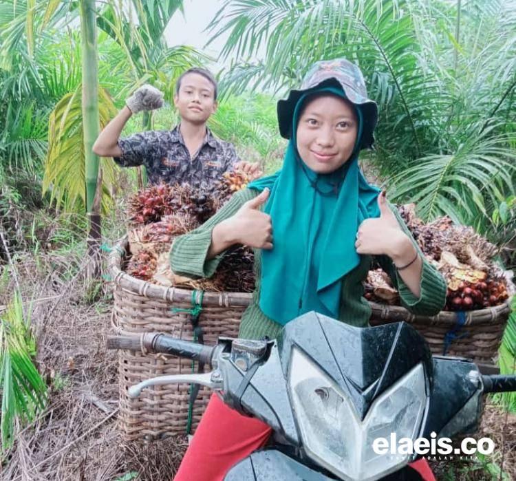 Bukti Penopang Perekonomian, Perkebunan Sawit Serap 315.000 Tenaga Kerja di Kaltim