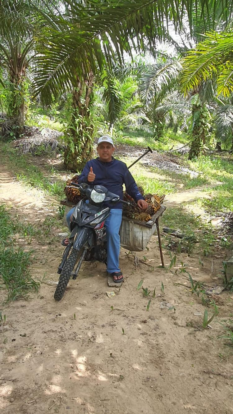 Harga Sawit Kaltim Dibandrol Rp3.195,05/kg