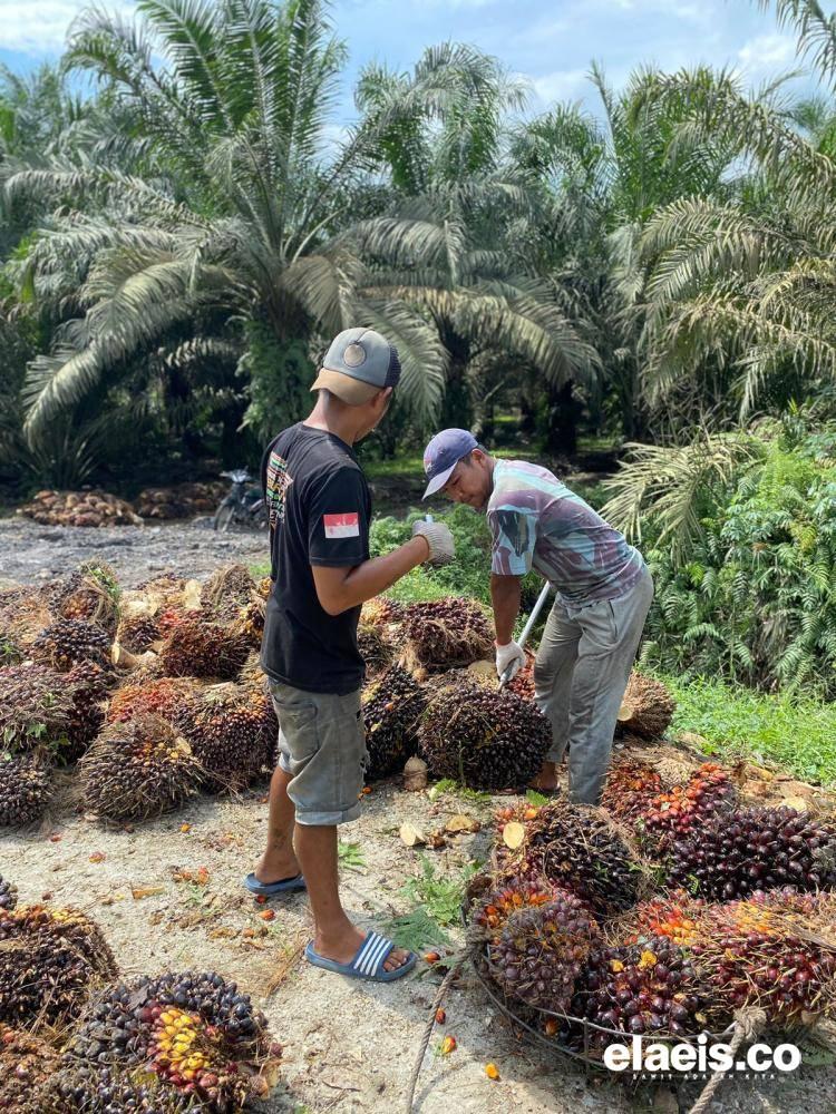 Plasma Turun, Harga Sawit Swadaya Riau Naik Pekan Ini