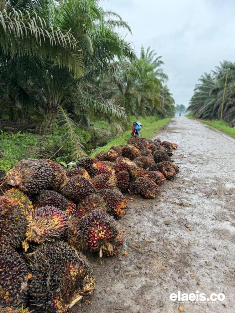 Sebagian Petani Tidak Dapat Panen, Segini Harga Sawit di Aceh