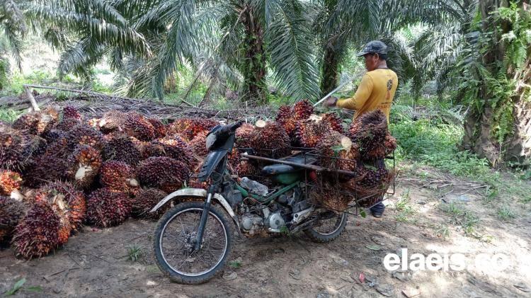CPO Turun, Harga Sawit Mitra Swadaya Riau Ikut Anjlok