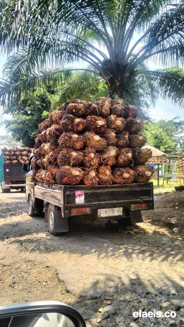 Tiga Pekan mendatang, Harga Sawit Plasma Riau Dibeli Rp3.516,32/kg