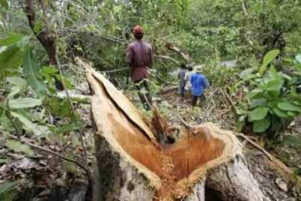 Hak Lingkungan Hidup Dijamin UUD, Kenapa Kerusakan Justru Dinormalisasi?
