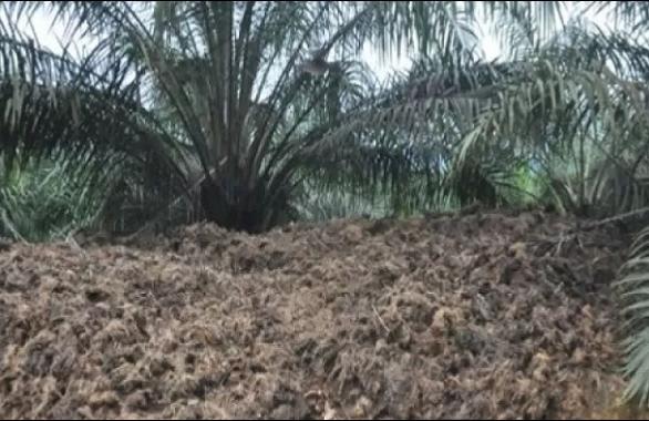 Limbah Sawit Diremehkan, Kini Jadi Rompi Antipeluru Lolos Uji TNI