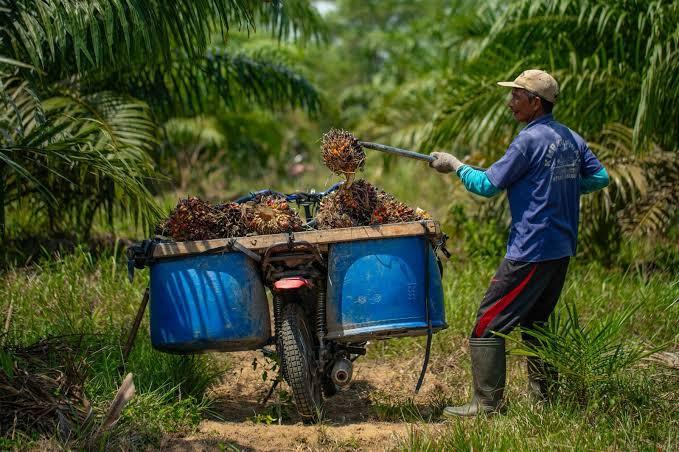 Sawit Paling Produktif, Dunia Justru Terjebak Narasi Emosional Anti-Sawit