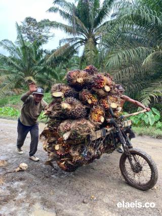 Harga Sawit Swadaya Sumut Pekan Ini Dibeli Rp2.650 - Rp 3.050/kg