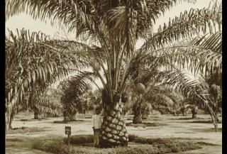 Kisah Sawit Era Kolonial yang Mengubah Wajah Pulau Sumatera
