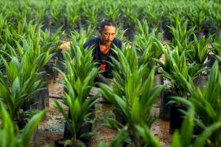 Pemerintah Tetapkan Regulasi Baru ISPO untuk Perkuat Sertifikasi, Transparansi Data, dan Insentif Nyata bagi Pekebun