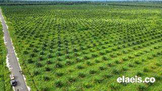 Pulau Sumatera Jadi Episentrum Sawit Indonesia, Intip Luas Areal Tiap Provinsi