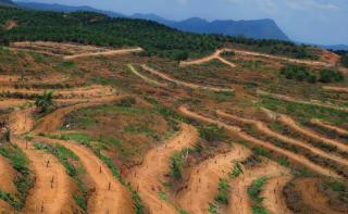 Petani Sawit Geram Jadi Kambing Hitam: Kemenhut Juga Harus Diperiksa soal Penebangan Hutan