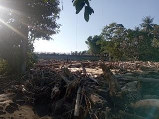 Belum Bisa Panen, Petani Juga Akan Dihadapkan Dengan Jebloknya Harga Sawit