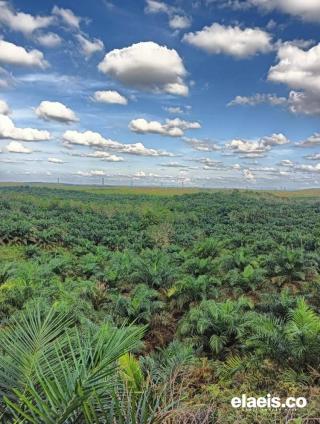 Petani Dukung Pemprov Sumsel Bentuk Timsus Pemecah Masalah Perkebunan Sawit