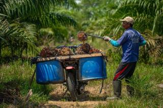 Tata Kelola Sawit Bocor di Banyak Titik, Transparansi Jadi Kunci Pembenahan