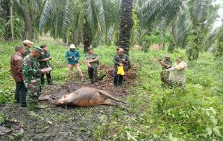 Harimau Mangsa Ternak Warga di Kebun Sawit