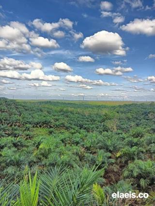 Banyak Masyarakat Yang Ingin Bertani Sawit, Tapi Hanya Punya Modal Lahan Kosong