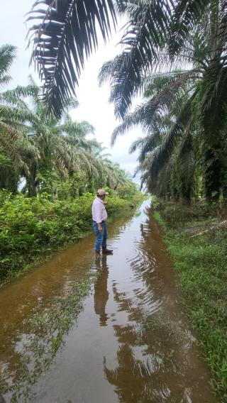 Operasional Kebun Sawit di Sumatera Barat Belum Pulih Pasca Banjir dan Longsor