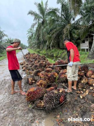 Rata- Rata Harga Sawit Swadaya Sumut Rp2.670 - Rp3.050/kg