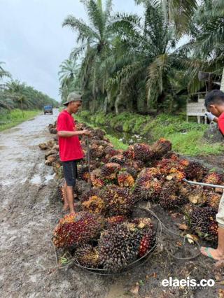 Terus Meroket, Harga Sawit Sumbar Dibeli  Rp3.549,00/kg