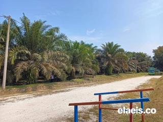 Timbang Bangun Kebun Baru, Petani Papua Lebih Dukung Pemaksimalan Kebun Yang Sudah Ada