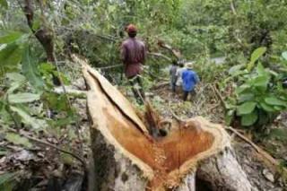 Hak Lingkungan Hidup Dijamin UUD, Kenapa Kerusakan Justru Dinormalisasi?