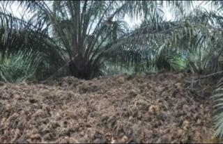 Limbah Sawit Diremehkan, Kini Jadi Rompi Antipeluru Lolos Uji TNI