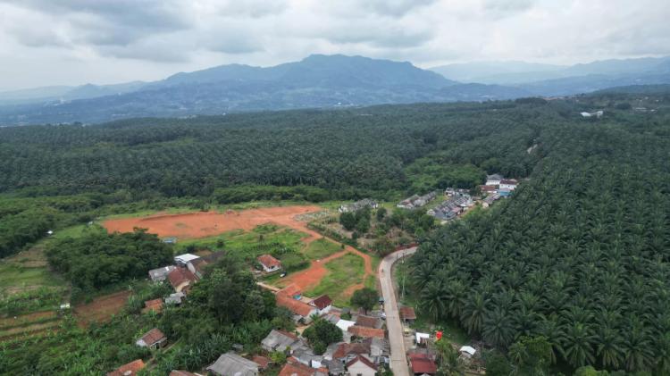 Pemkab Bogor Larang Pembukaan Sawit Baru: Eksisting Hanya Punya PTPN