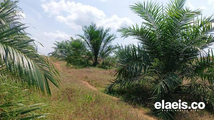 Dari Kacamata POPSI, Jabar Bukan Ekosistem Kelapa Sawit