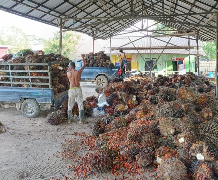 Petani Khawatir Pasar Sawit Bubar Karena Kampanye Negatif
