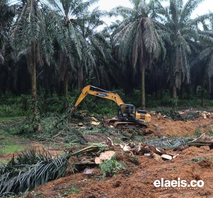 Sawit dan Ketimpangan Lahan: Dari Cita-cita Keadilan ke Dominasi Korporasi