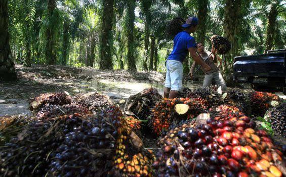 Pakar: Denda Sawit Triliunan Rupiah Picu Risiko Bangkrut dan Gelombang PHK Besar