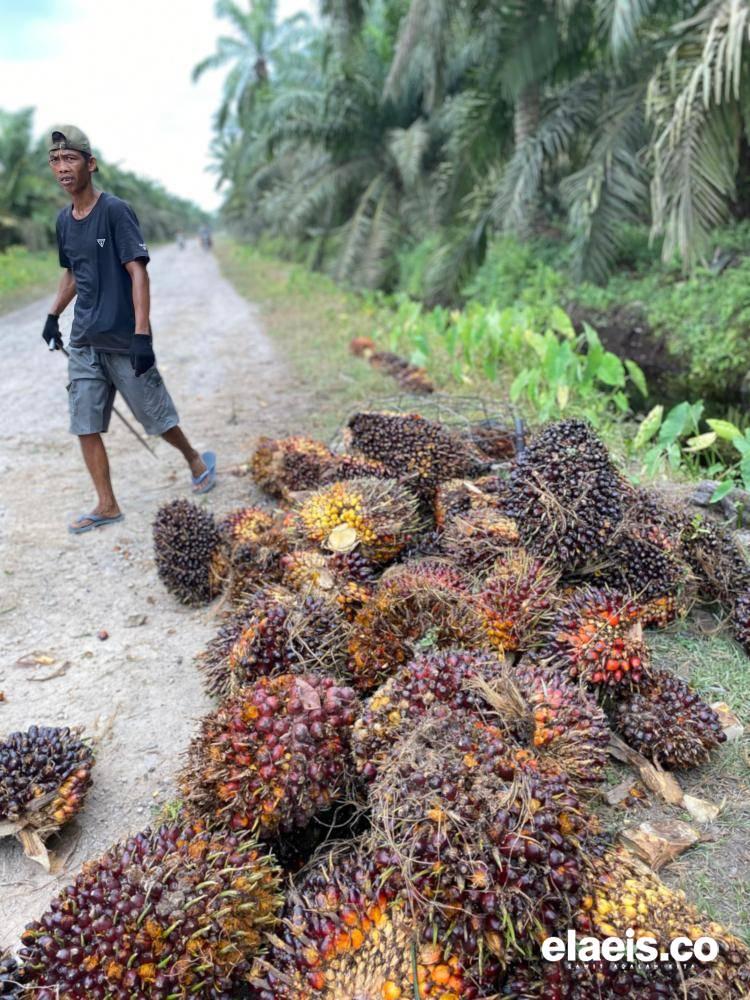 Minggu Pertama 2026, Harga Sawit Mitra Swadaya Riau Rp3.468,17/Kg