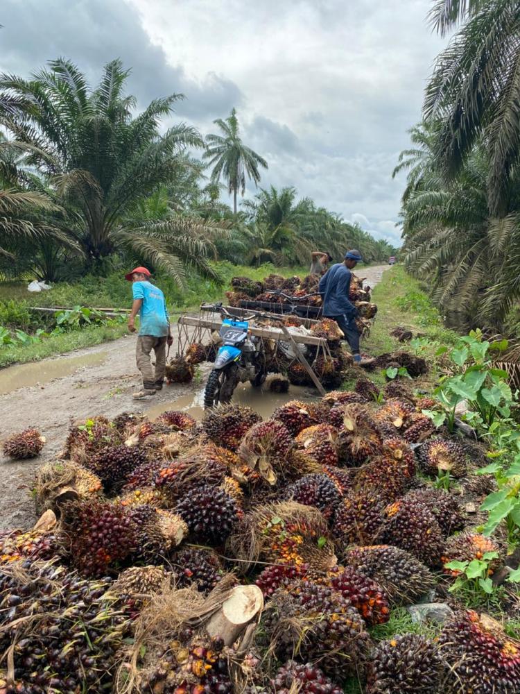 Produksi Menurun, Harga Sawit Swadaya di Jambi Rp3.100/kg