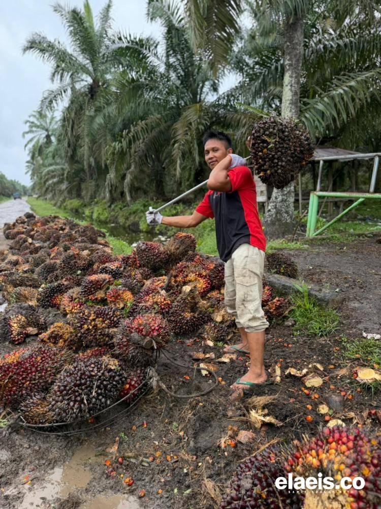 Periode Kedua, Harga Sawit Plasma Sumut Naik Jadi Rp3.494.68/kg