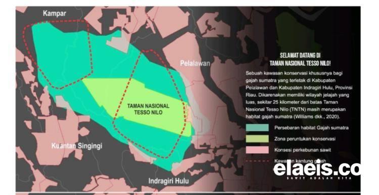 Cabut Izin PBPH, Prabowo Mesti Selamatkan Habitat Gajah Berbasis Lanskap Tesso Nilo