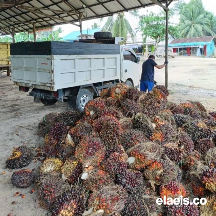 Harga Sawit Mitra Swadaya Ikut Meroket di Riau