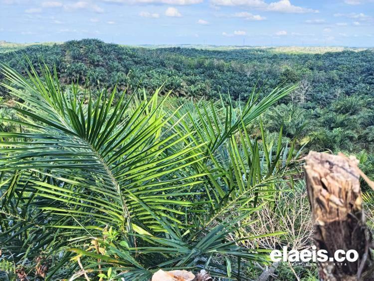 Pajak Air Permukaan Dinilai Tepat Sasar PKS, Bukan Pohon Sawit