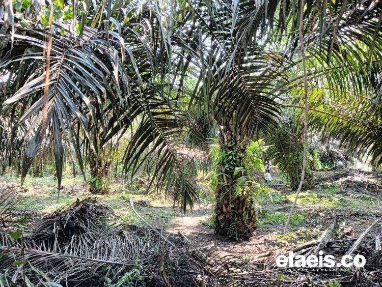 Usulan Perda Utang Ekologis Dinilai Lebih Adil dan Berkelanjutan Dibanding Pajak Air Sawit