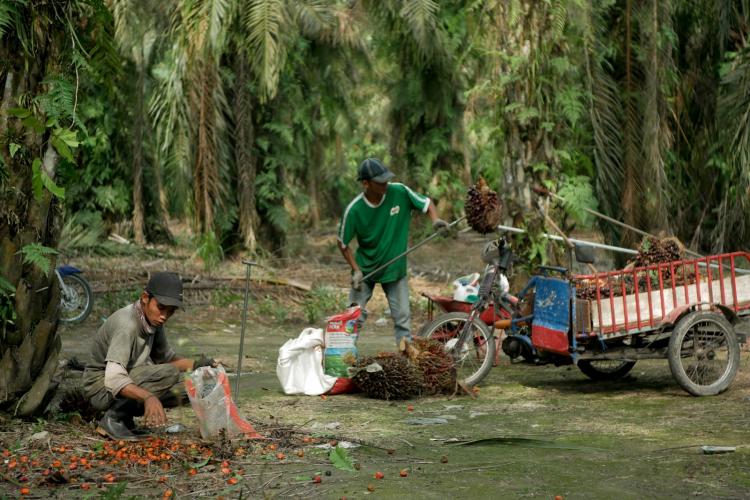 Petani Dukung Gubernur Sumbar Tegur Perusahaan Bandel Dalam Penetapan Harga