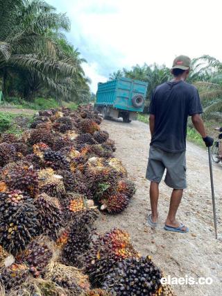 Minggu Pertama 2026, Harga Sawit Aceh Tertinggi Rp3.220/kg
