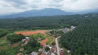 Pemkab Bogor Larang Pembukaan Sawit Baru: Eksisting Hanya Punya PTPN