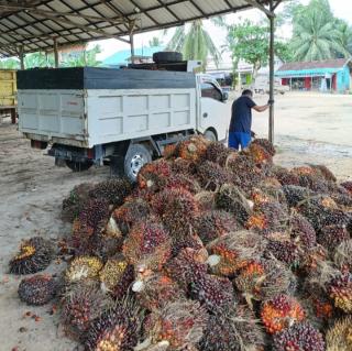 Awali Tahun 2026, Harga Sawit Jambi Malah Lemas