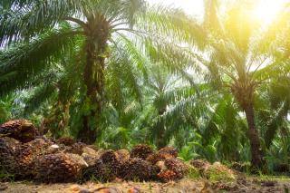 Tahun 2026 Sawit Indonesia Ditantang Produktif Tanpa Ekspansi Lahan