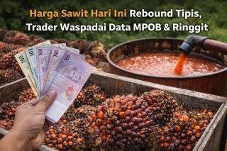 Harga Sawit Rebound Tipis, Trader Waspadai Data MPOB dan Ringgit