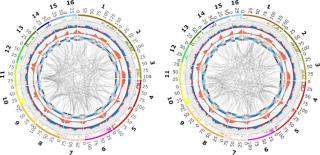 Sawit Kini Punya Peta Gen Lengkap untuk Lawan Krisis Iklim