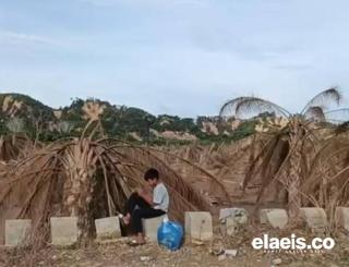 Kelapa Sawit Potensial Untuk Bangkitkan Ekonomi Pasca Bencana Sumatera