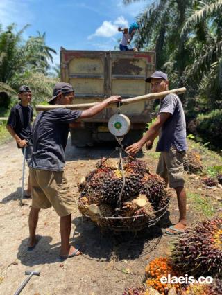 Naik Rp68,04/kg, Harga Sawit Plasma Riau Rp3.611,39/kg